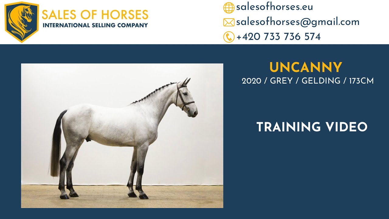 **HUNTER / JUMPER** 2020 gelding by ULTIMIO VAN TER MOUDE x VERDI 