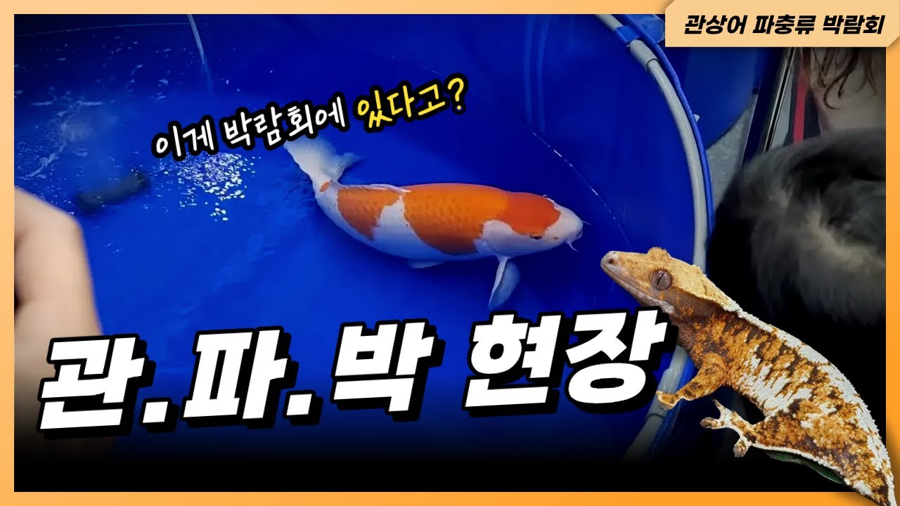 🐠관상어 🐢파충류를 한자리에?! 실물 보고 놀람 #reptiles #관파박 #관상어 #파충류 #박람회
