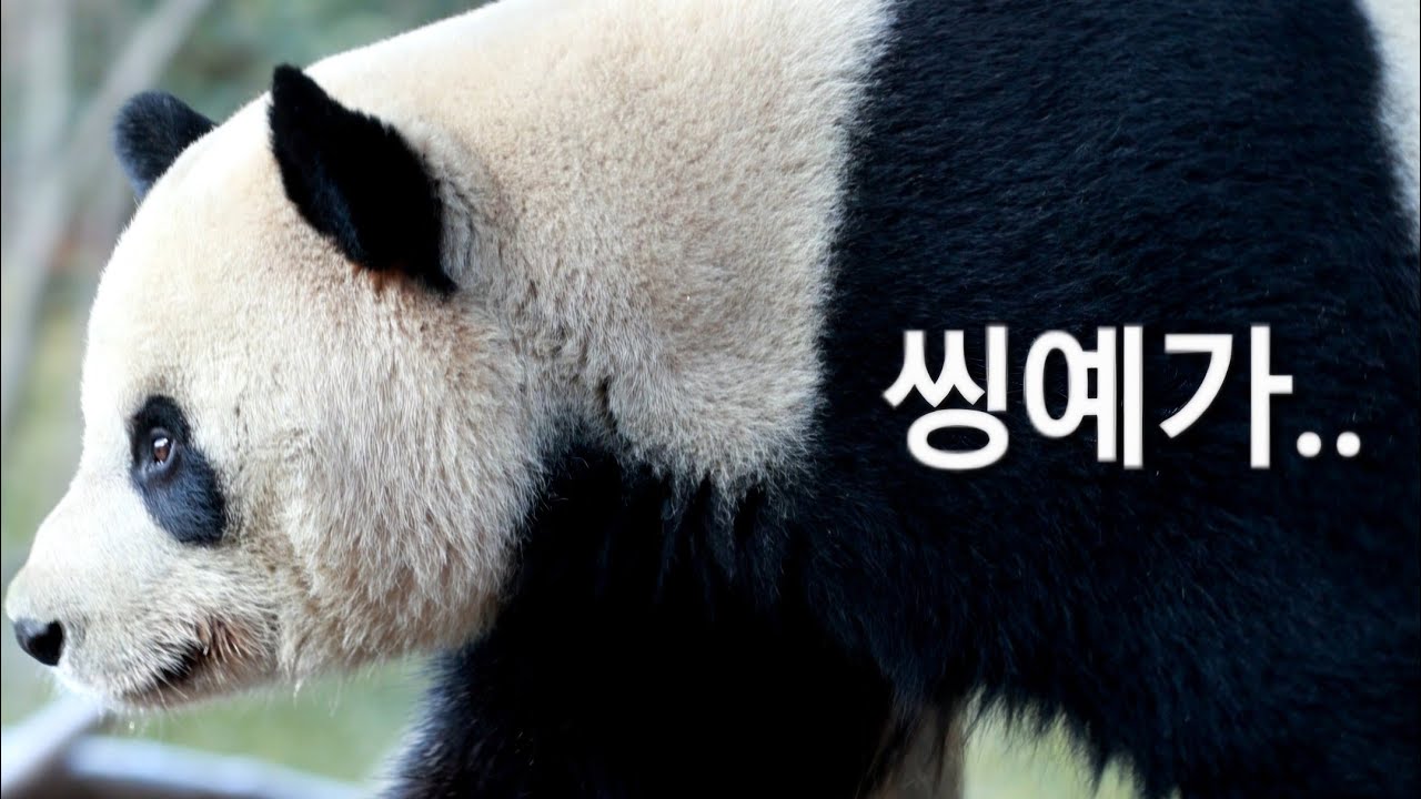 2.11 (저녁Live) 충격적인 소식 2가지.. 에세이삼촌의 푸바오 현지 영상 라이브🎉