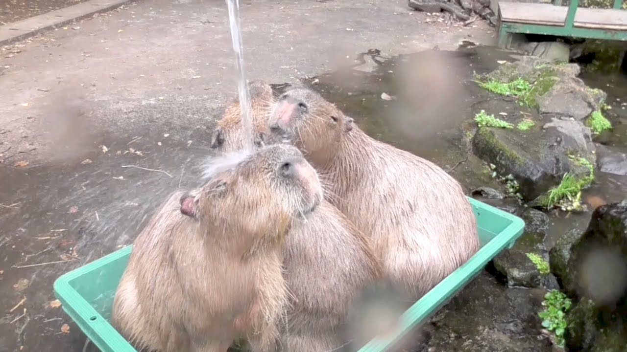 あたりたいけど、あたりたくない？　大宮公園のカピバラたち