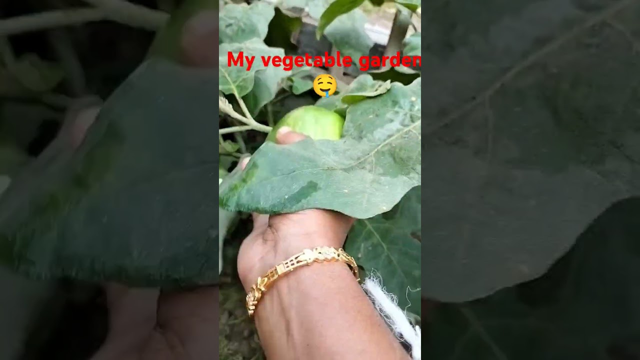 Organic vegetables in my house #gardening #organicgarden #agriculture #organicgardener