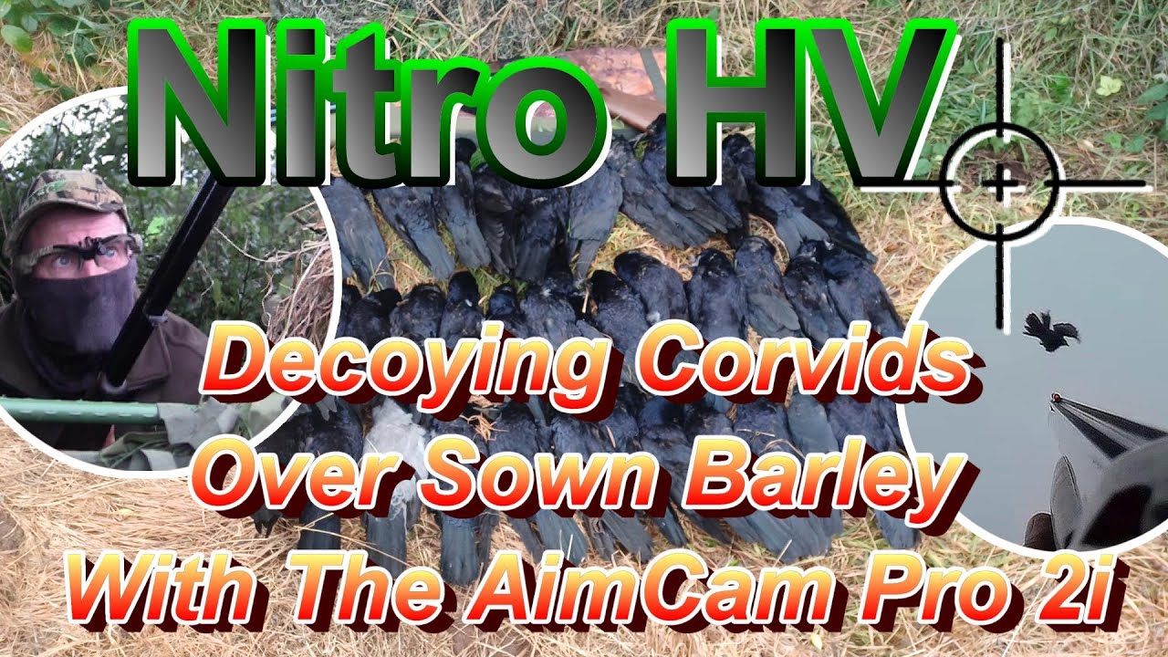 Decoying Corvids Over Sown Barley With The AimCam Pro 2i