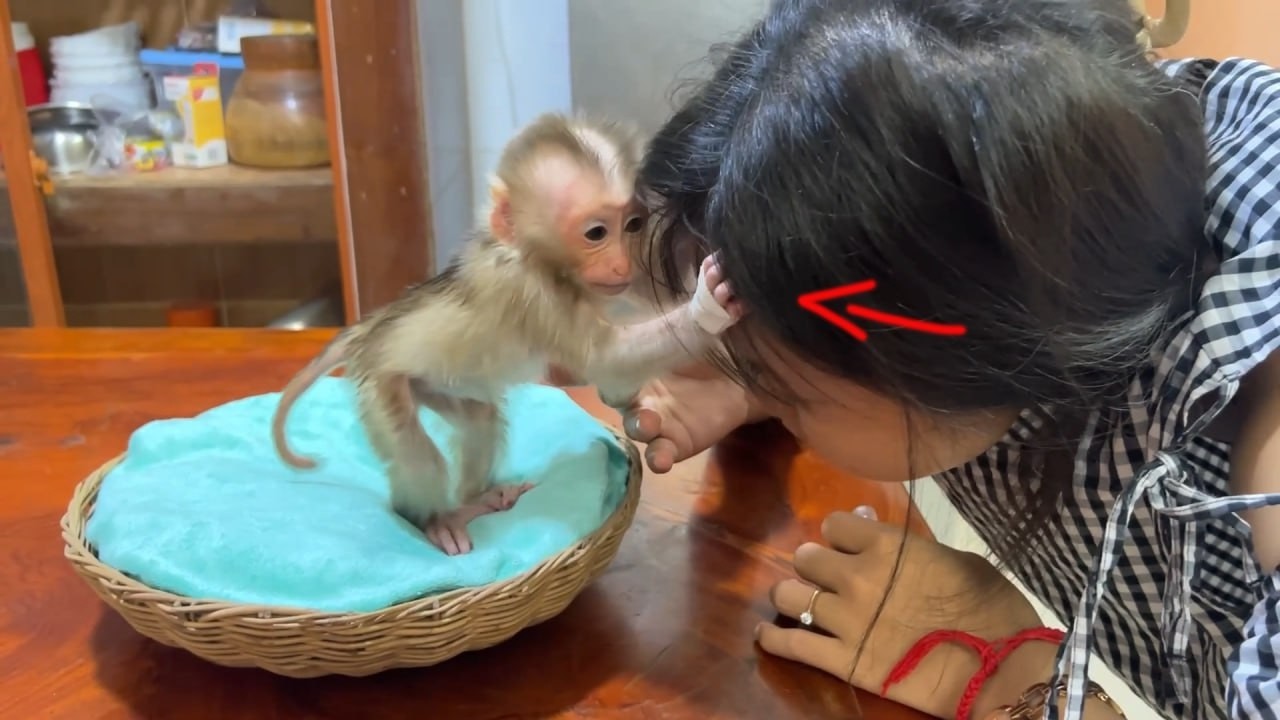 Rascal Baby Monkey Yuri Pulling Mom Hair Hard Just For Fun