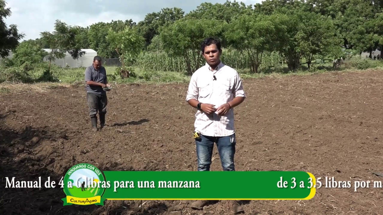 Prácticas para la siembra de amaranto