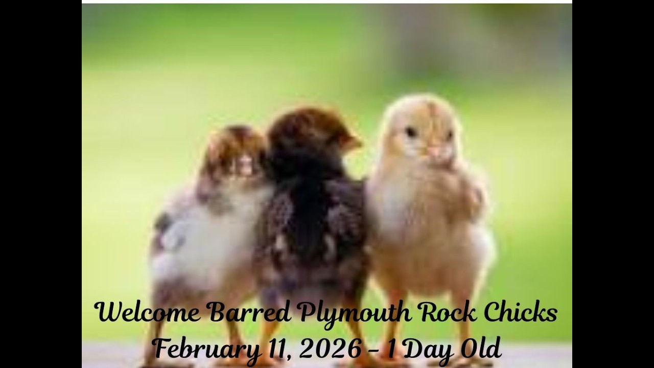 Live in East TN - 02/26/2026  #animals  #wildlife #nature #chicks   I will not be in chat very much!