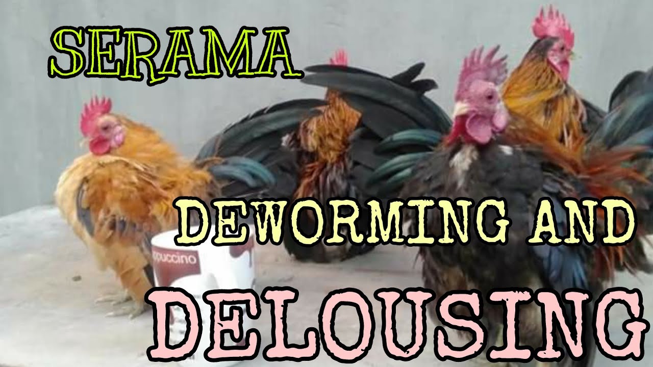 DEWORMING AND DELOUSING OF MY SERAMA BANTAM