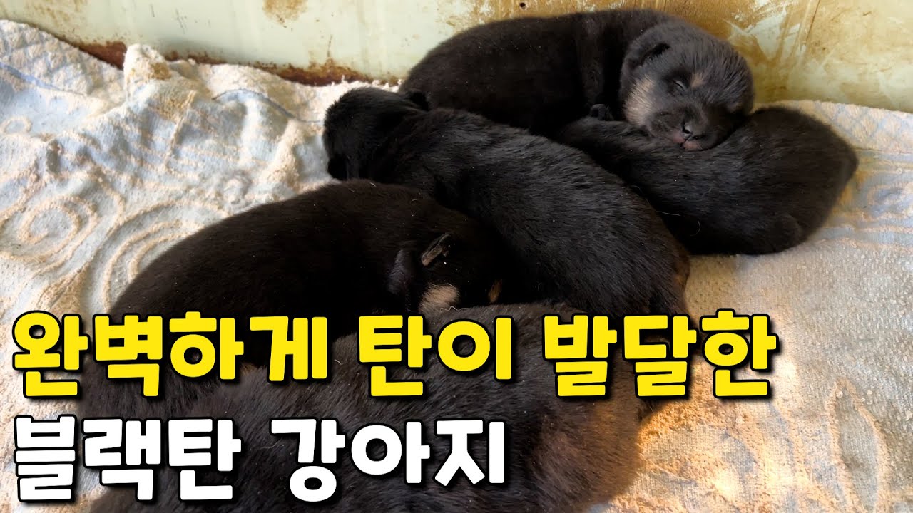 그 어느 1마리도 빠지지 않는 탄 | 진돗개 블랙탄 강아지 | 탄순이 자견