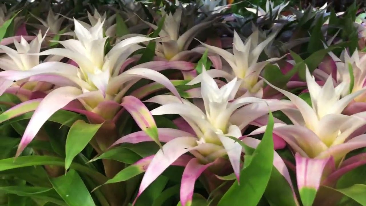 The Bromelia Specialist