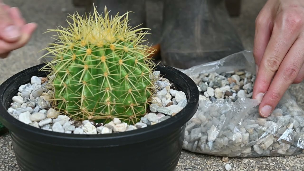 Conoce a las Cact&aacute;ceas