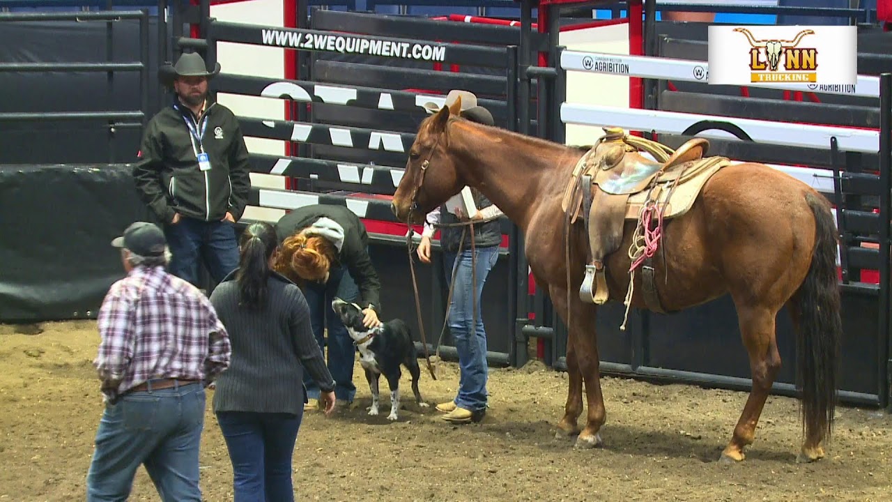 Cattle Dog Championships