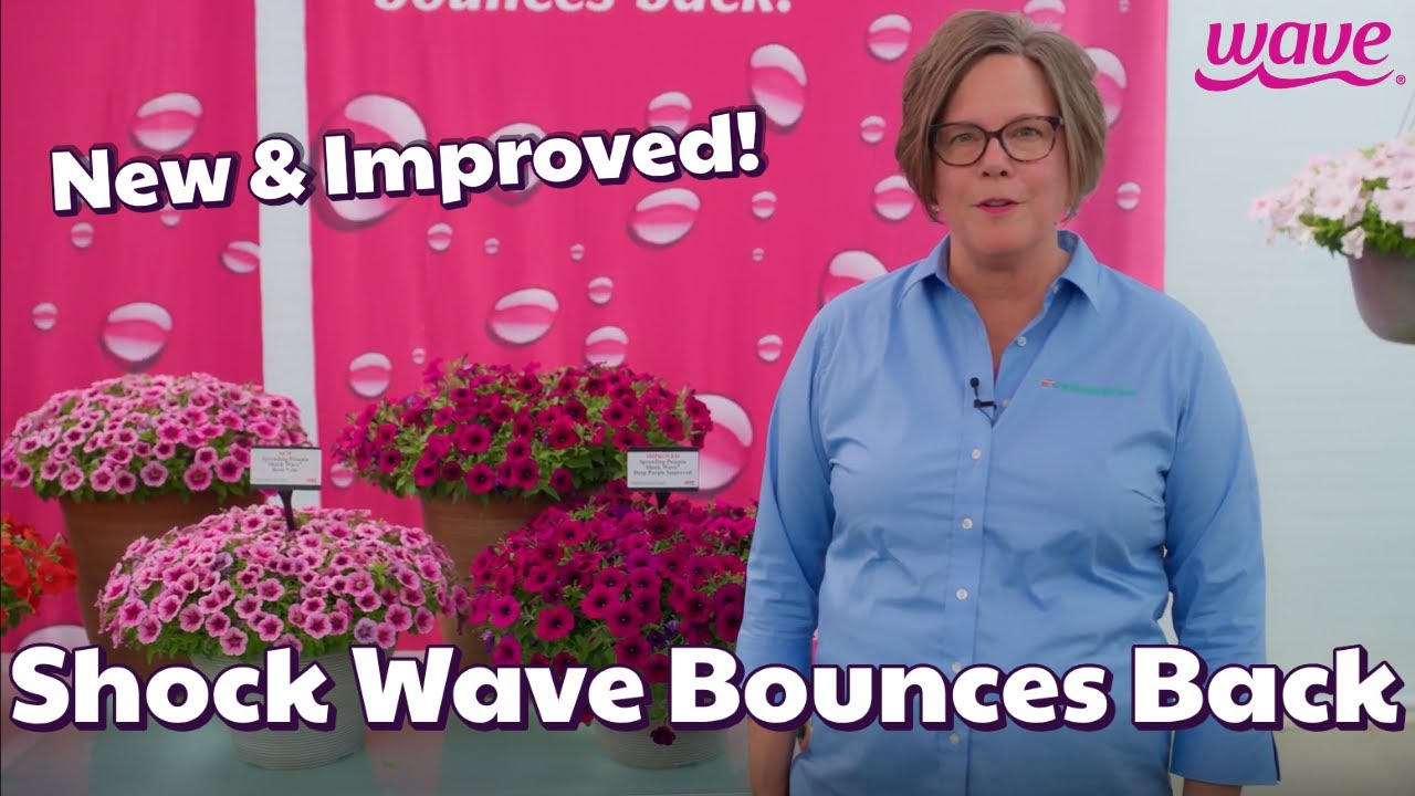 New & Improved Shock Wave&reg; Petunia | Bigger Color, Better Habit!