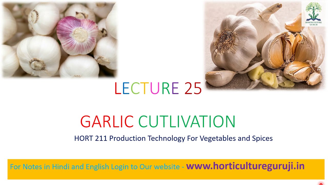 #HORT211 | Lecture 25 Garlic Cultivation | लहसुन की खेती