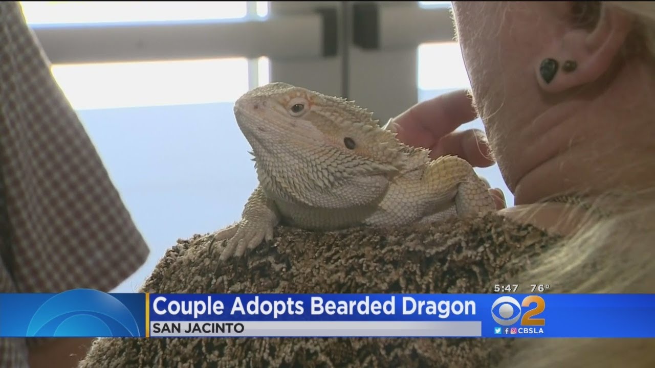 After Initial 'Horryfying' Discovery, Family Adopts 'Falkor' The Bearded Dragon Who Fell Out Of Deli