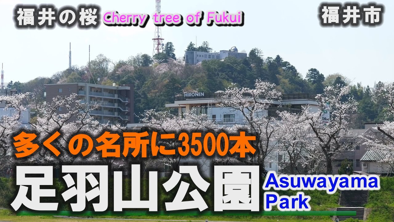 福井の桜「足羽山公園」約3500本のサクラが咲き誇る～福井市【動画紀行・福井県】Asuwayama Park