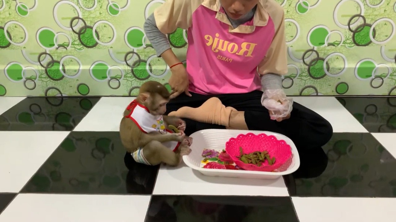 &ldquo;🐒 Cute Baby Monkey Eating Snacks with Owner | So Adorable You Must Watch! 😍&rdquo;
