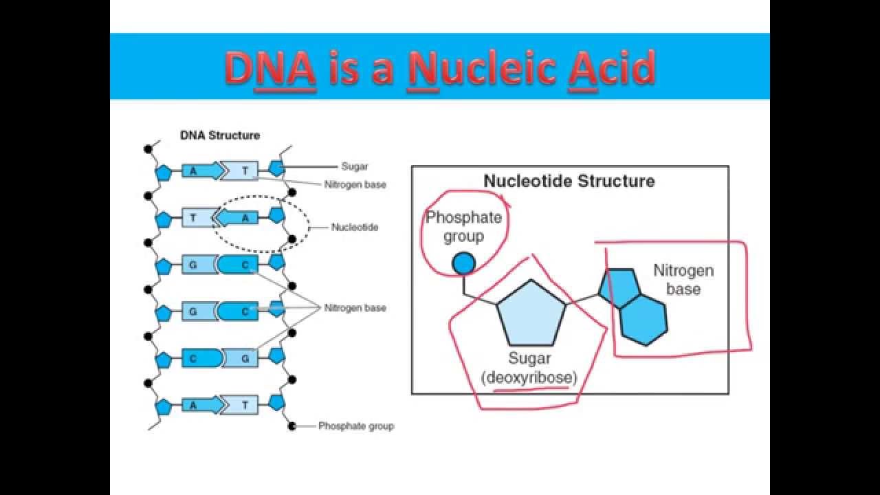 The Components of DNA