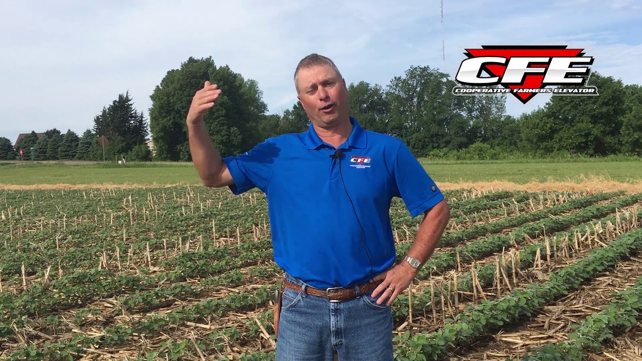 Soybean Spraying Considerations