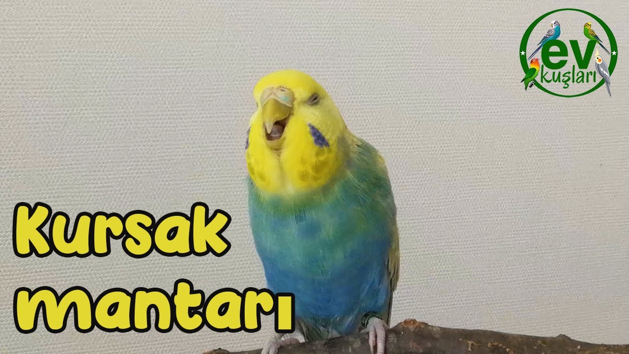Kuşlarda Kursak Mantarı | Yavru Muhabbet Kuşu Kursak Şişmesi