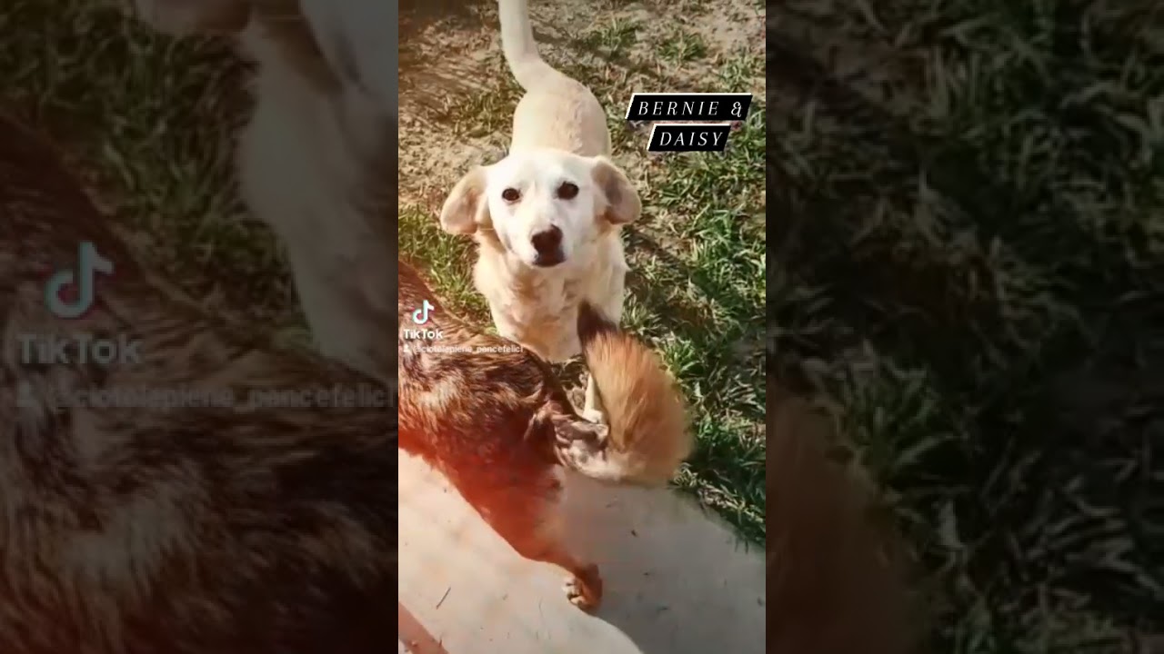 Cani Taglia Media maschi femmine in regalo