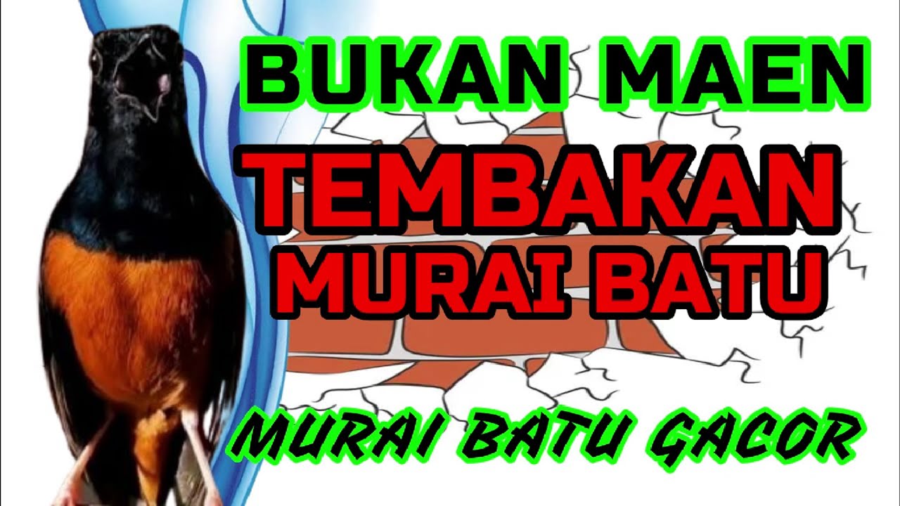 BUKAN MAEN✅✅ TEMBAKAN MURAI BATU! MURAI BATU GACOR✅