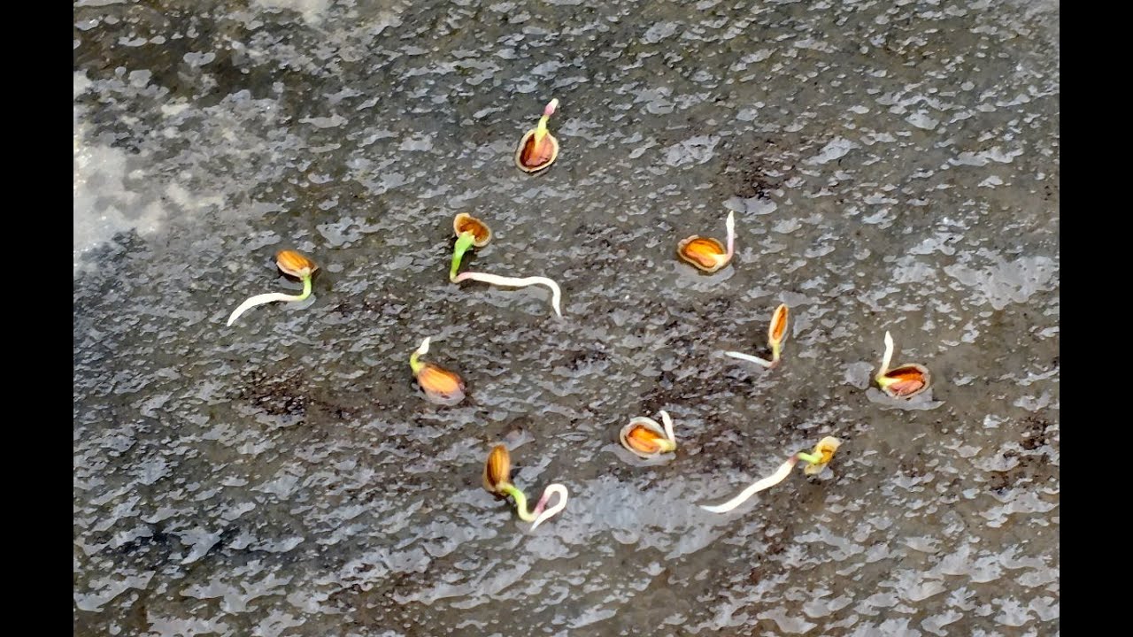 How to sow Pre Germinated Parsnip Seeds in a raised bed Part 1.