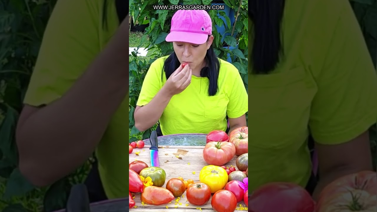 Taste Testing 3 Different Micro Dwarf Cherry Tomatoes