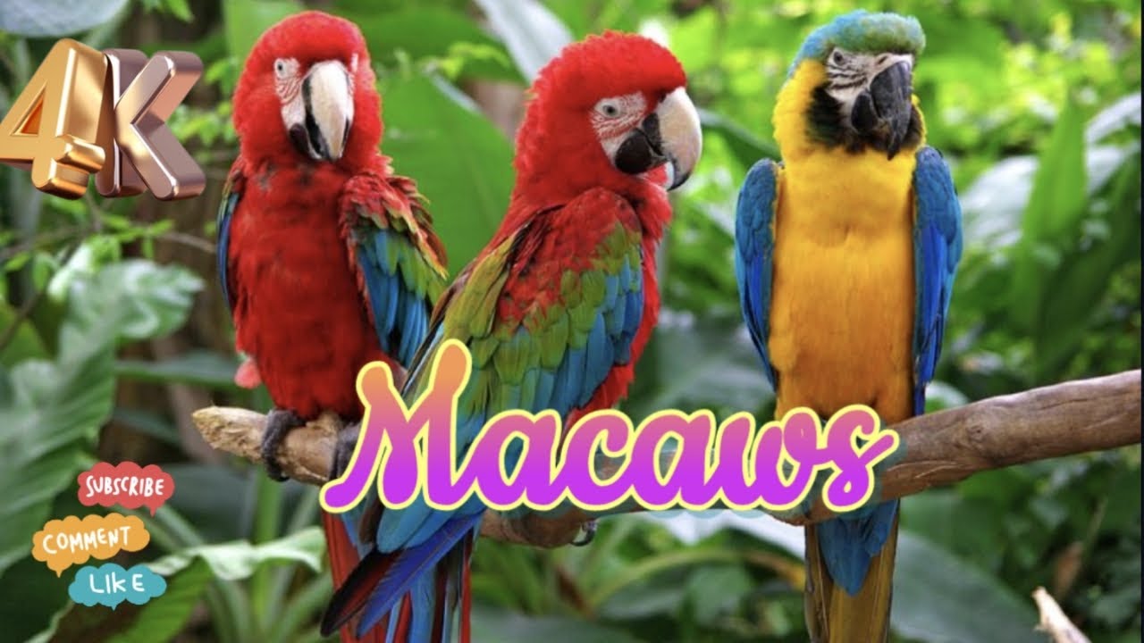 Beautiful Bird Macaws  Collection / World of Birds