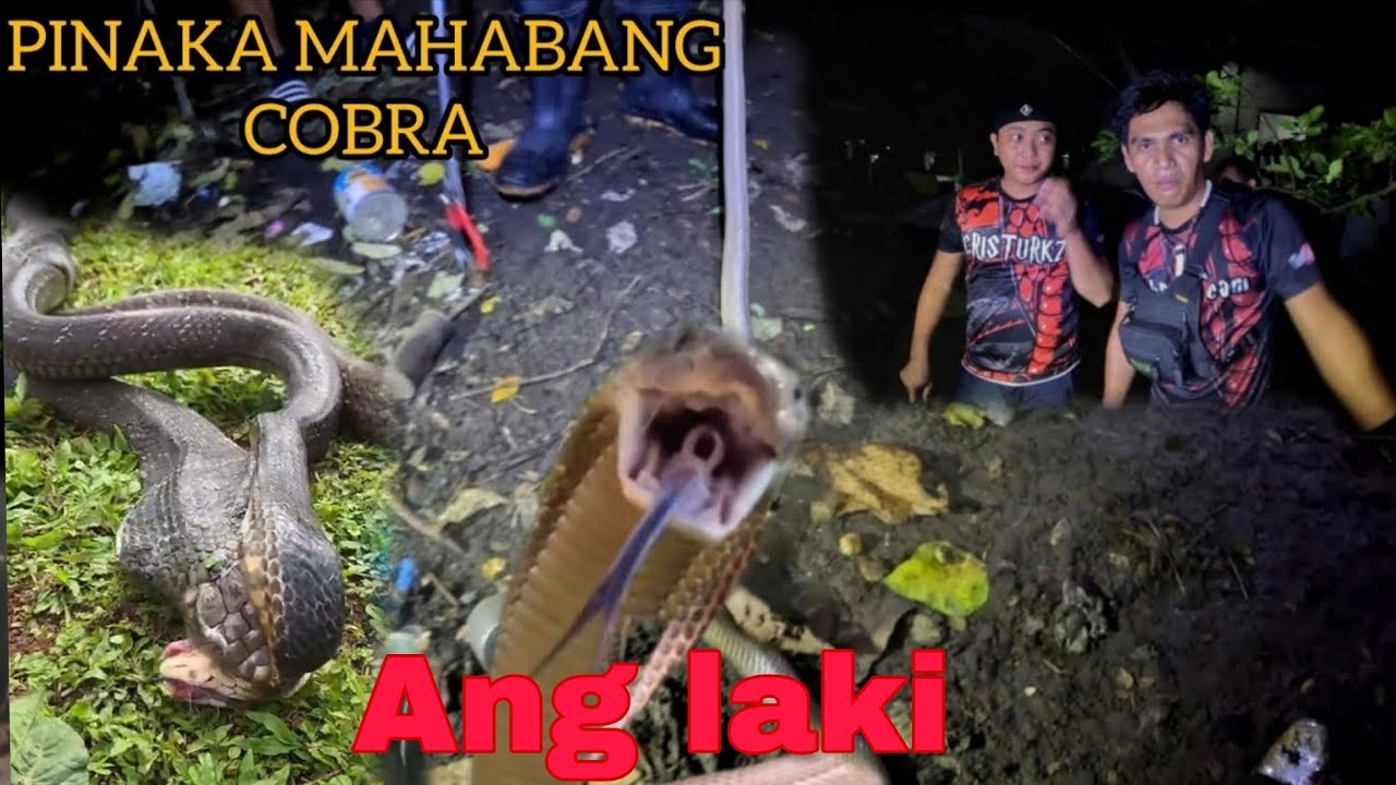 DALAWANG MAMAW NA AHAS ANG NAHULI NG GABI #cobraprince 
