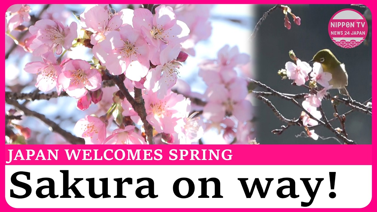 Spring on way in Japan: Cherry blossoms forecast