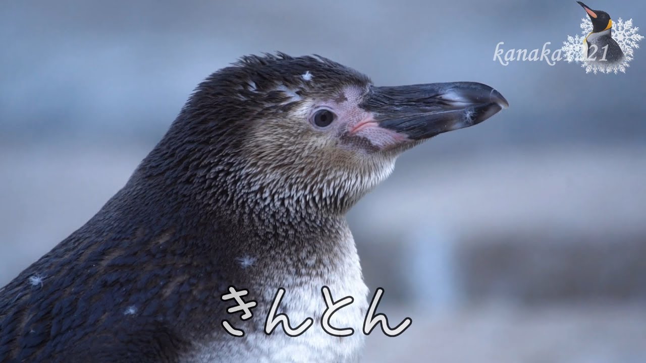 海響館 仔ペンギン きんとん いつでもクシャクシャ