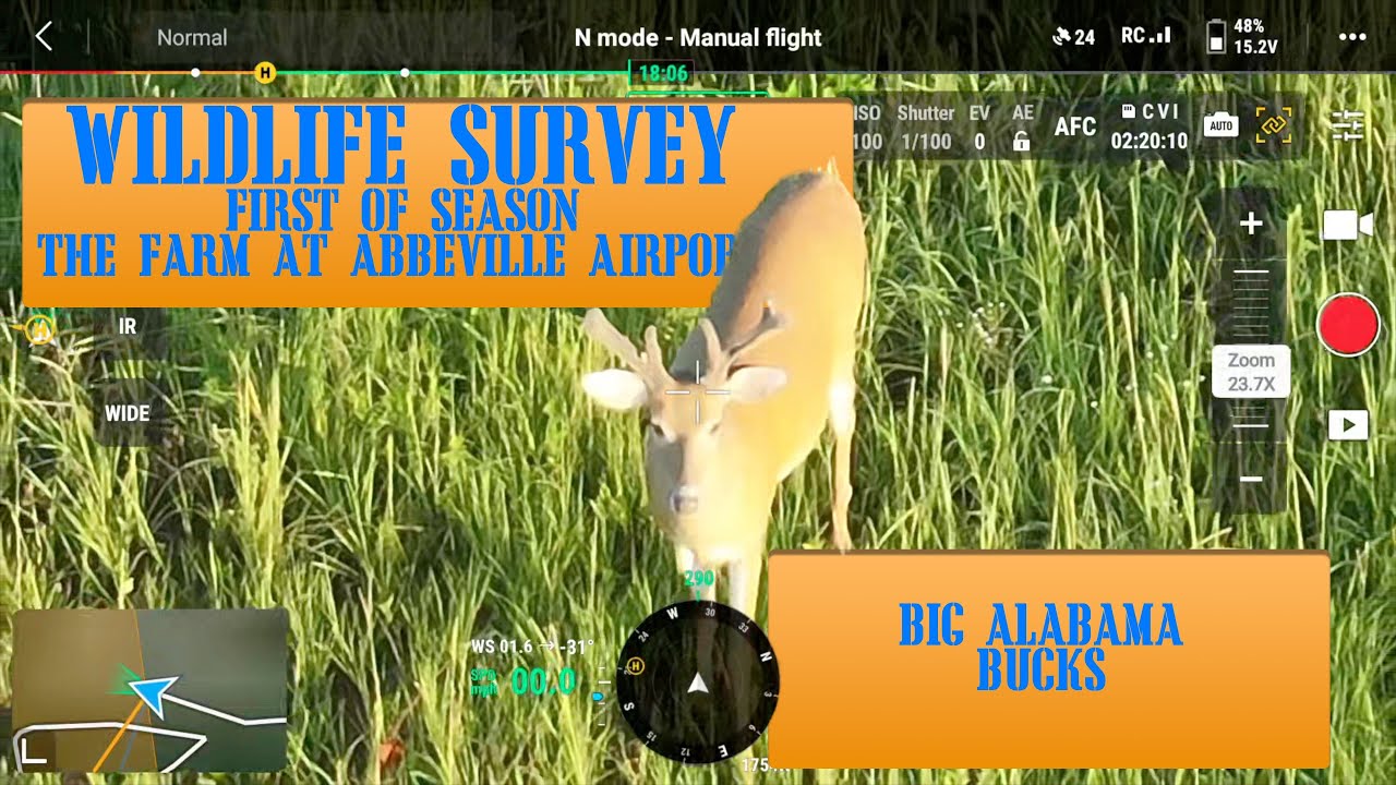 Thermal Drone Deer Survey in Alabama | DJI Mavic 3T at The Farm at the Abbeville Airport