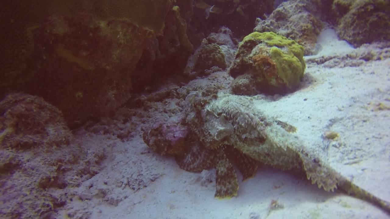 GOPR0653Scorpion mating