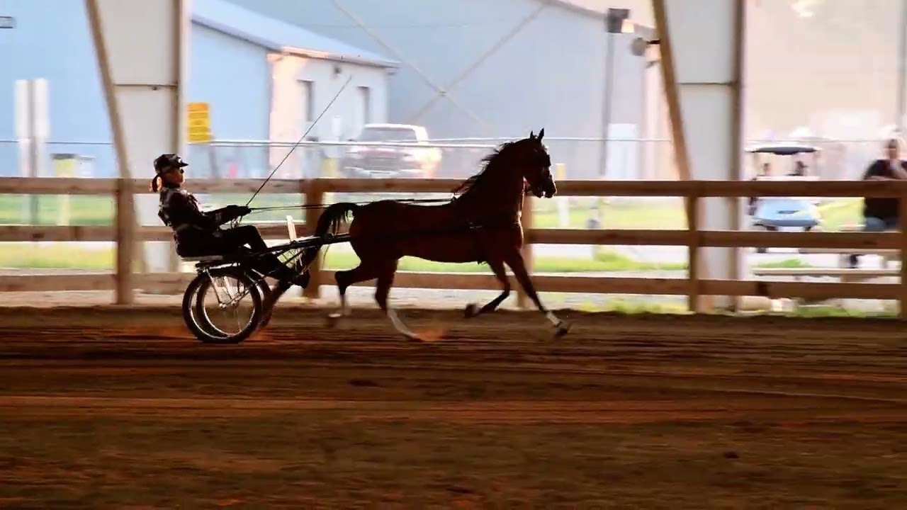 Linda in Class 99 - Hackney Roadster Pony Championship at Dayton Horse Show in Springfield OH