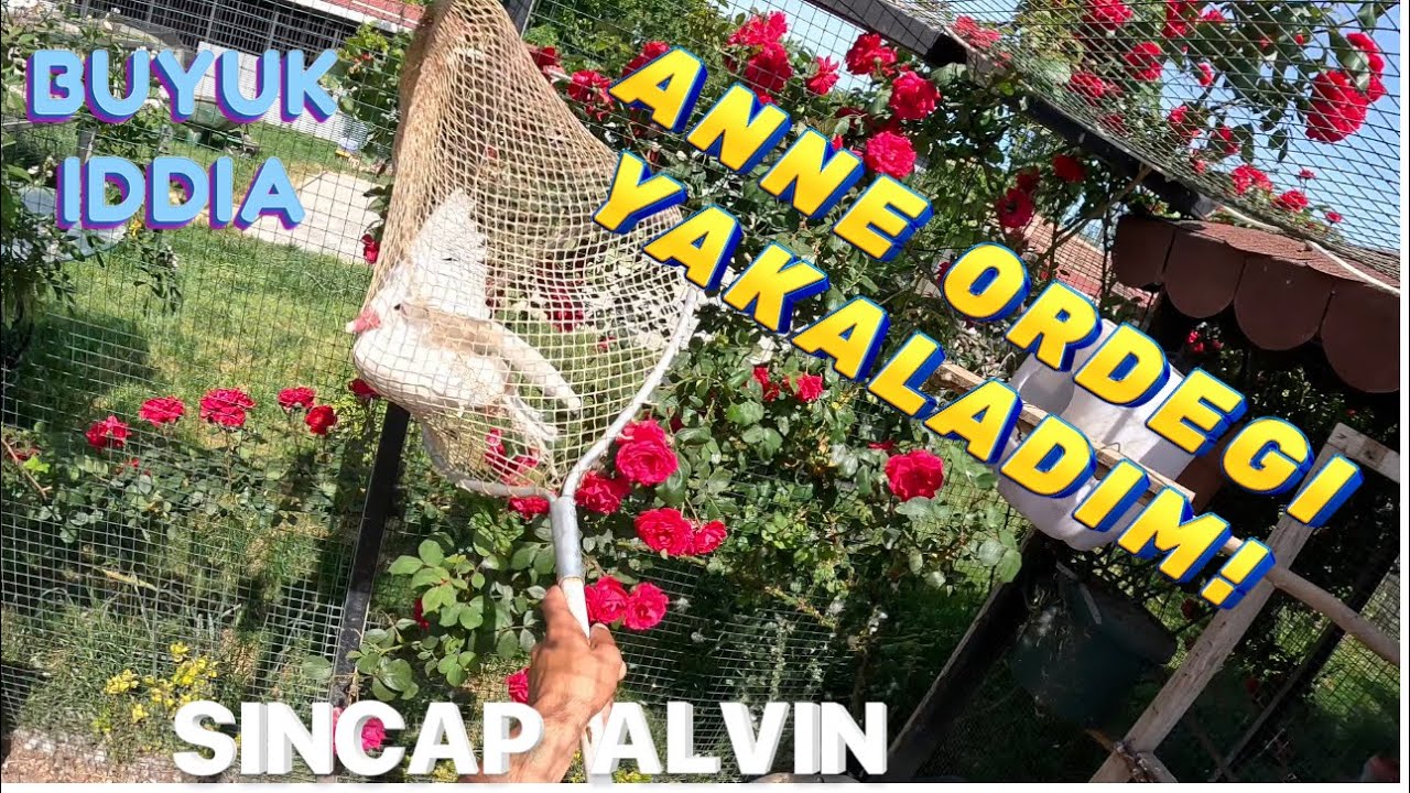 ANNE ÖRDEGİ YAKALADİM- KUĞULARLA AYNİ HAVUZDA YUZMEK- TAVSANLAR- ALVİN SİNCAP