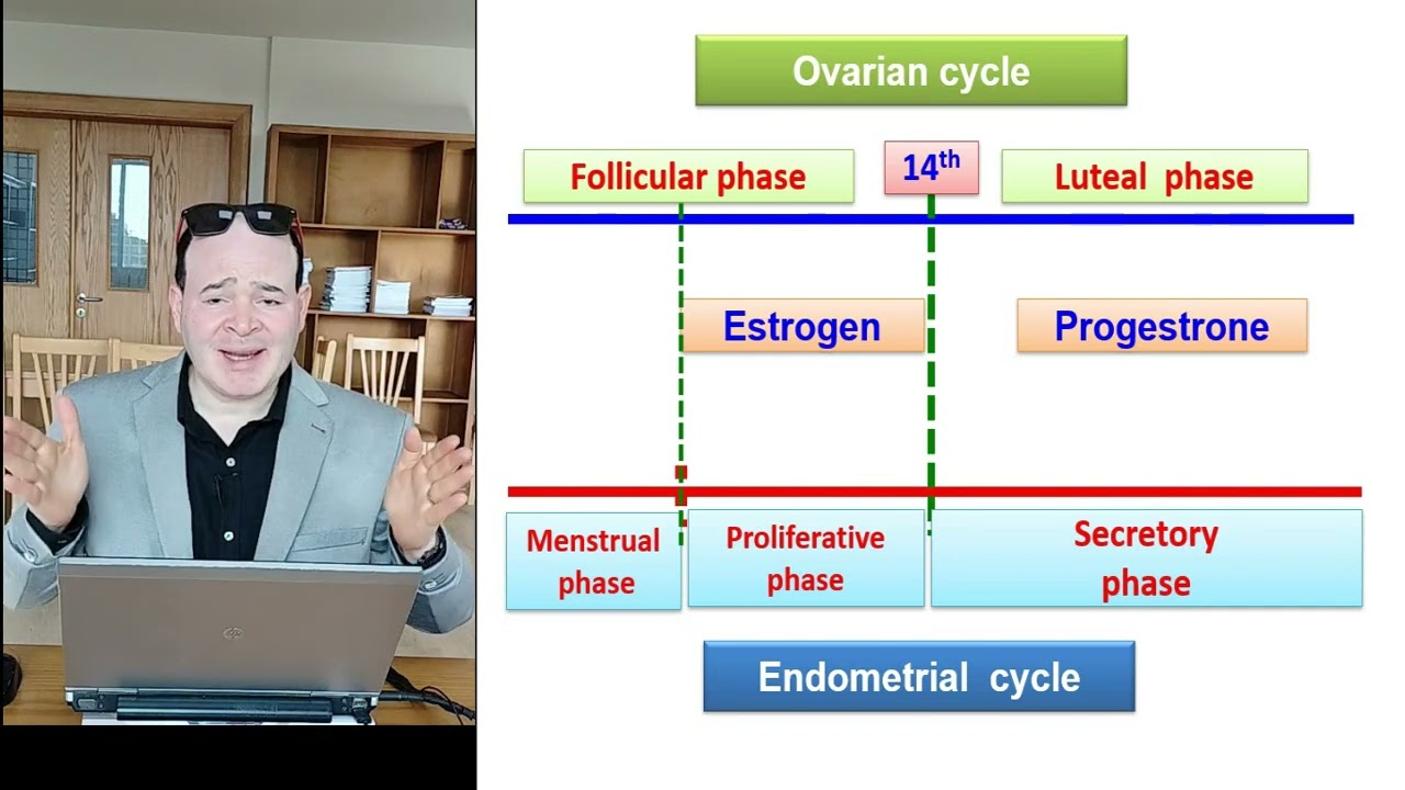MENSTRUAL CYCLE