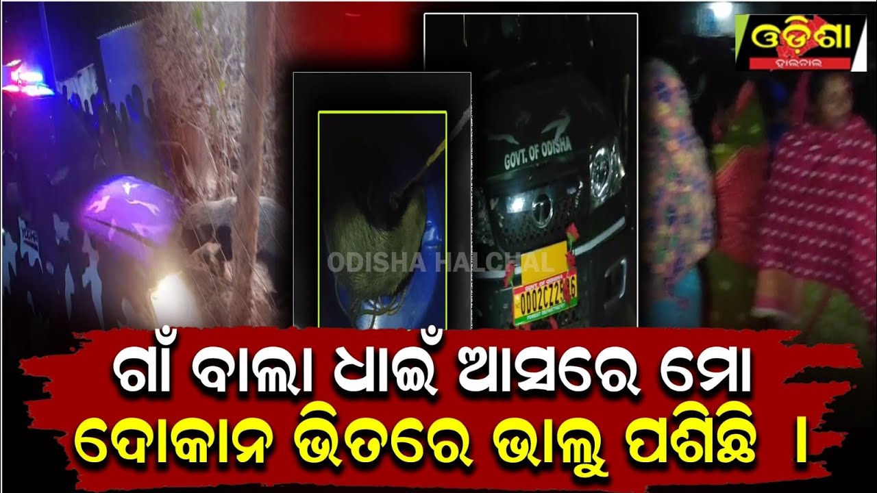 ଦୋକାନ ଭିତରେ ଭାଲୁ ପଶିଛି ଗାଁରେ କୋକୁଆ ଭୟ ଠେଙ୍ଗା ବାଡ଼ି ଧରି ଧାଇଁଲେ ଲୋକେ  || Odishahalchal 
