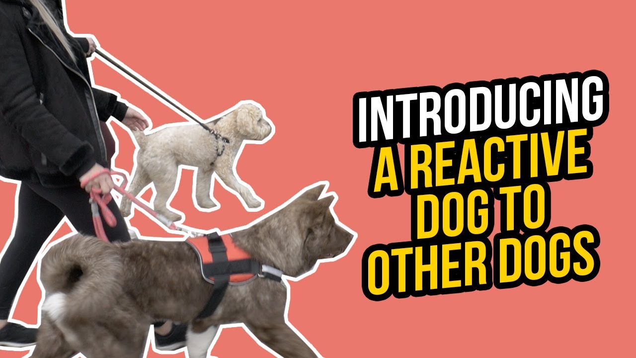 HOW TO INTRODUCE A REACTIVE DOG TO OTHER DOGS