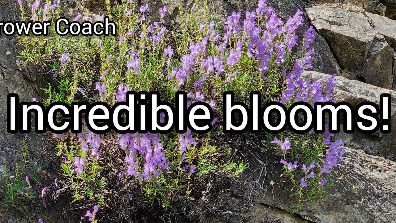 A plant that grows out of solid rock! Beautiful blooms and incredibly durable.