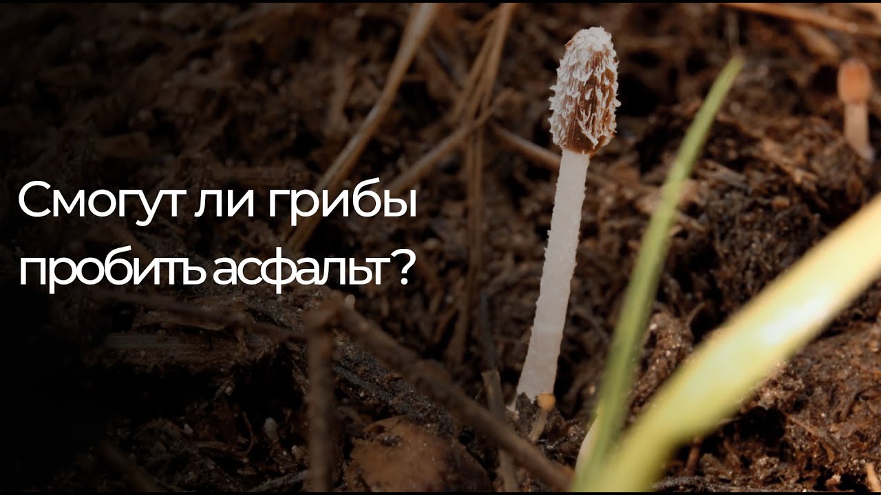 ЭКСПЕРИМЕНТ: ВЫРАЩИВАЕМ СВОИ ГРИБЫ ИЗ МАГАЗИННЫХ [1 ЧАСТЬ]