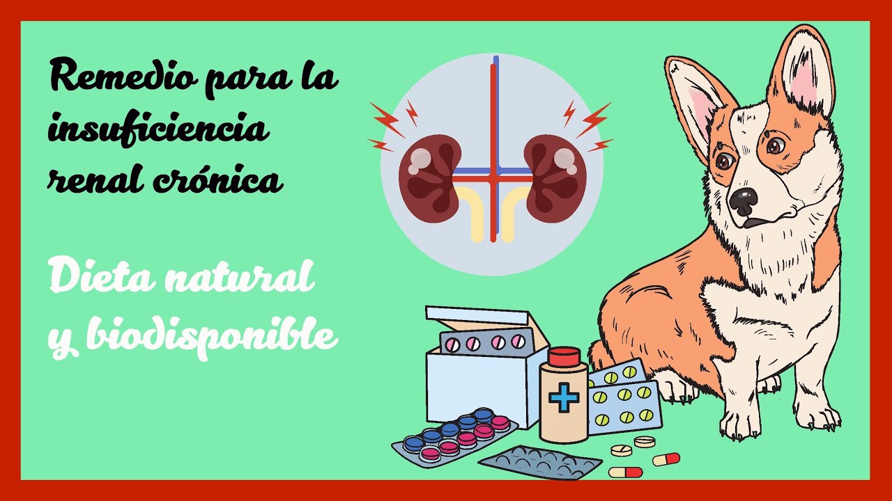 Dieta BARF e insuficiencia renal crónica en perros y gatos