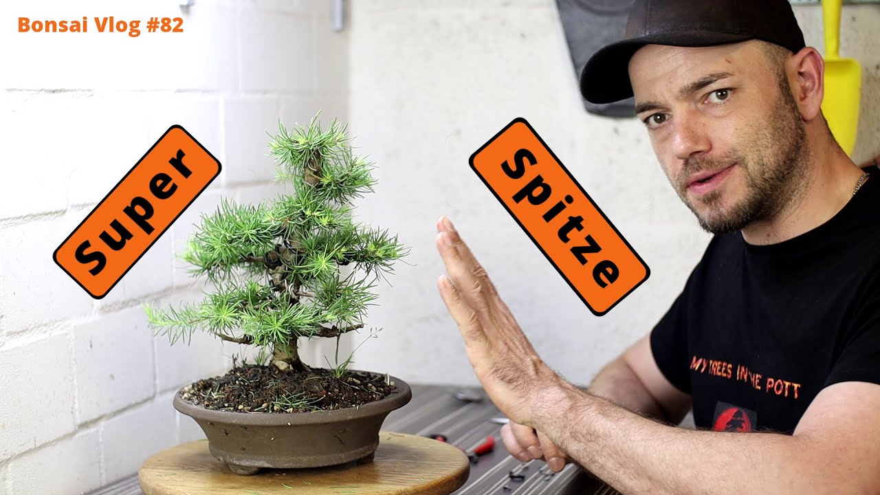 Patrick sucht die super Spitze - japanische Lärche [ Larix kaempferi] | Bonsai VLog #82