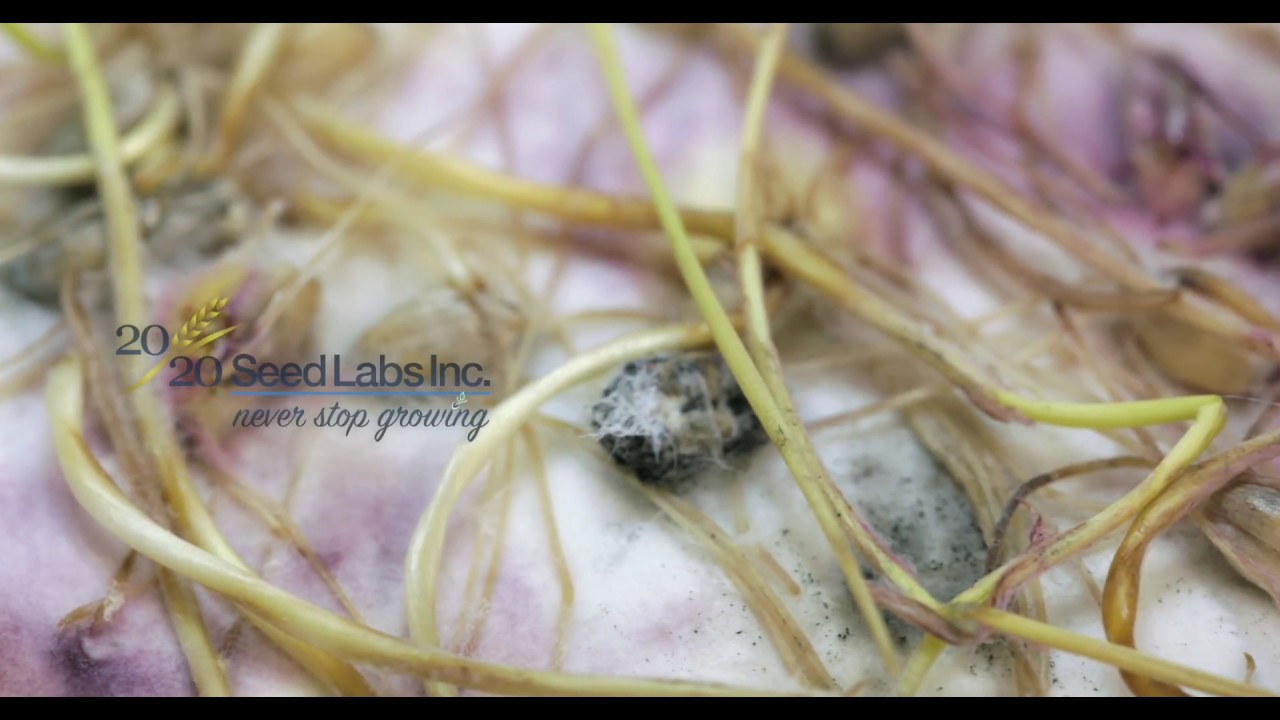 Fungal Infection In A Seed Sample