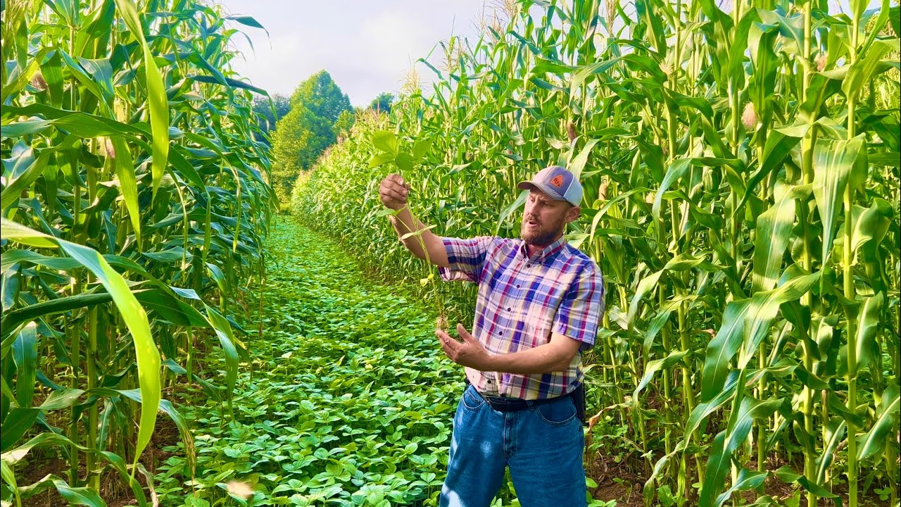 The intercropped soybean/ corn field!