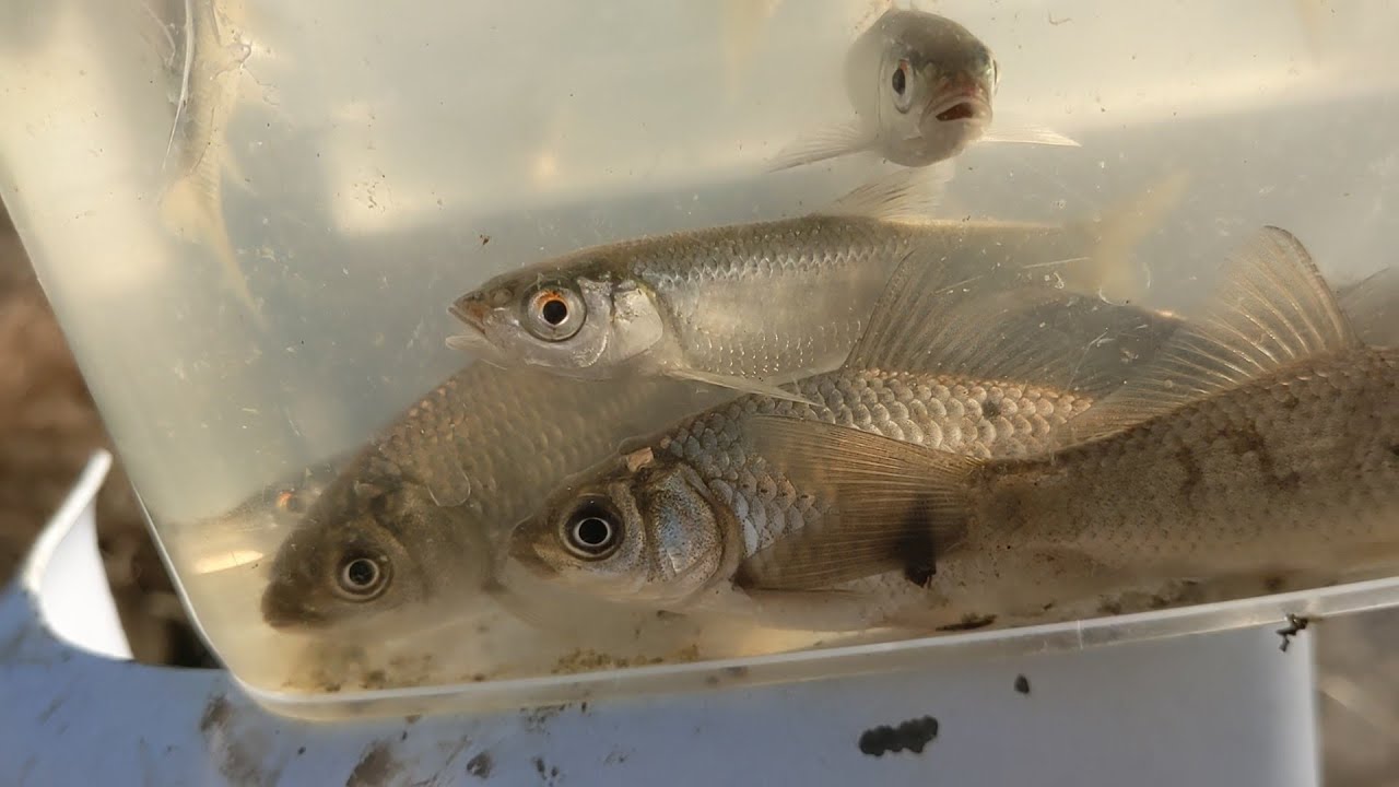 オイカワとフナ、タナゴ釣りライブ【埼玉県】釣りガールFishing Girl | Best Fishing Video