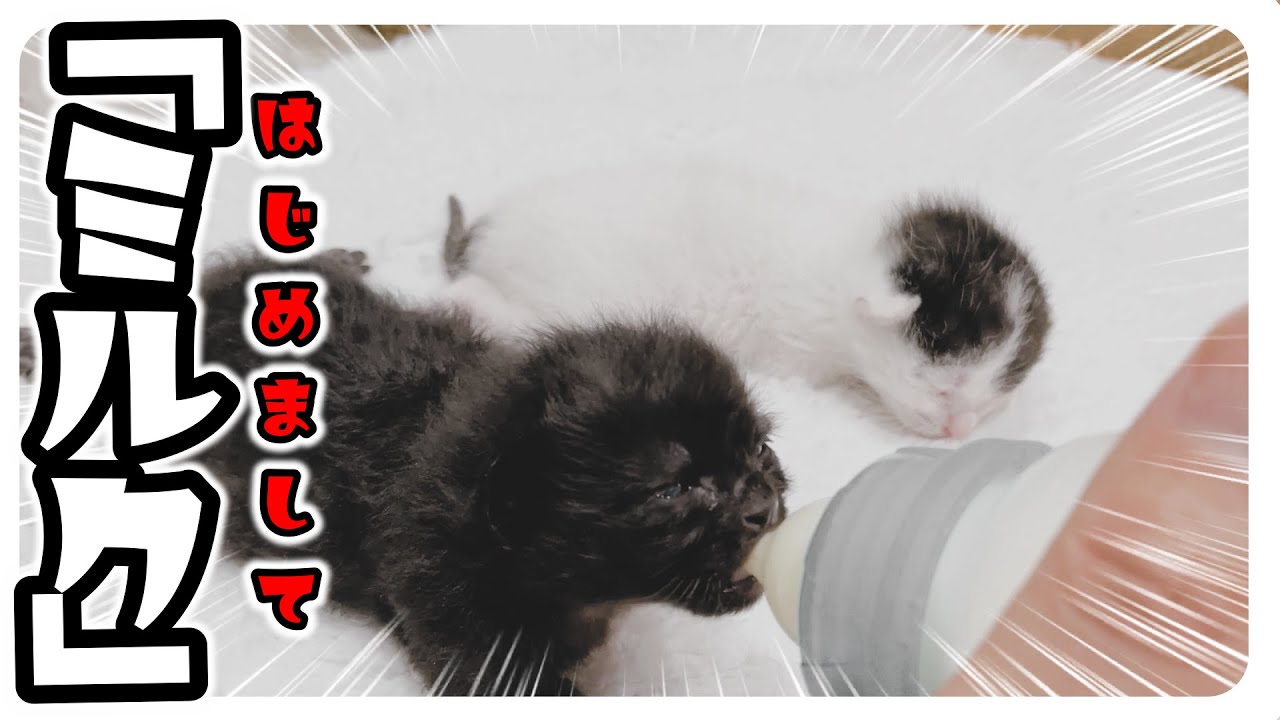 【保護子猫のミルボラ】もうちょっとで目が開きそうな子猫★はじめてのミルク【保護猫生活1日目】