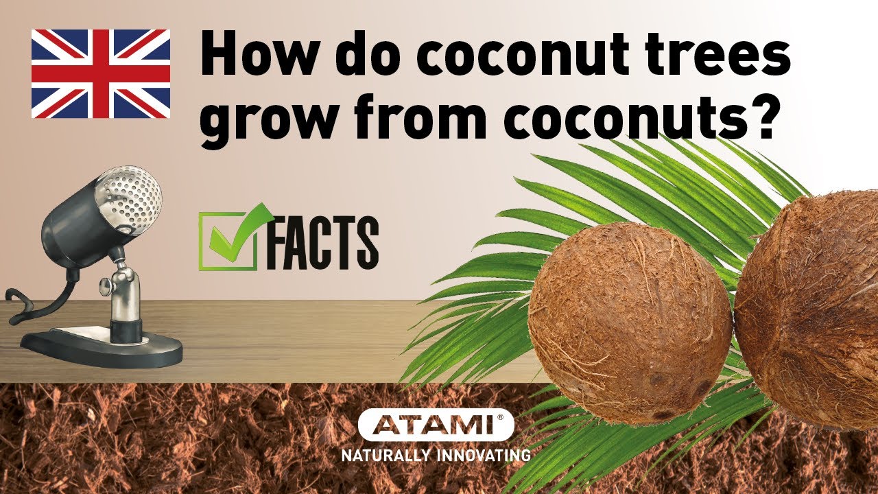 How do coconut trees grow from coconuts? Plant life cycle!  | (EN)
