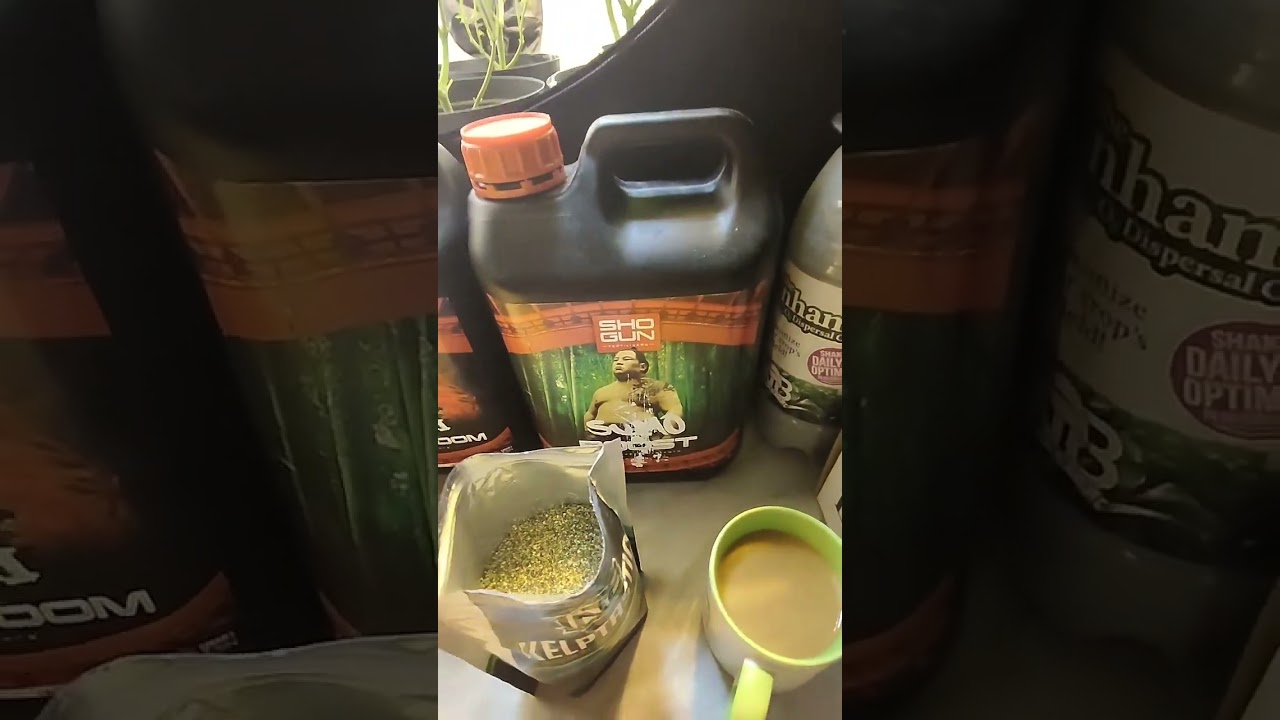 shaggygrower.v2 #Kelptastic by @tnbnaturals soil drench. Once a week watering of just Kelptastic