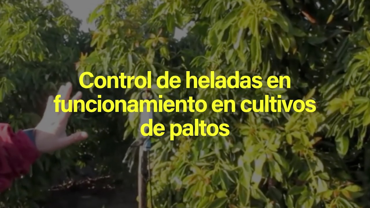 Control de heladas en funcionamiento en cultivos de paltos