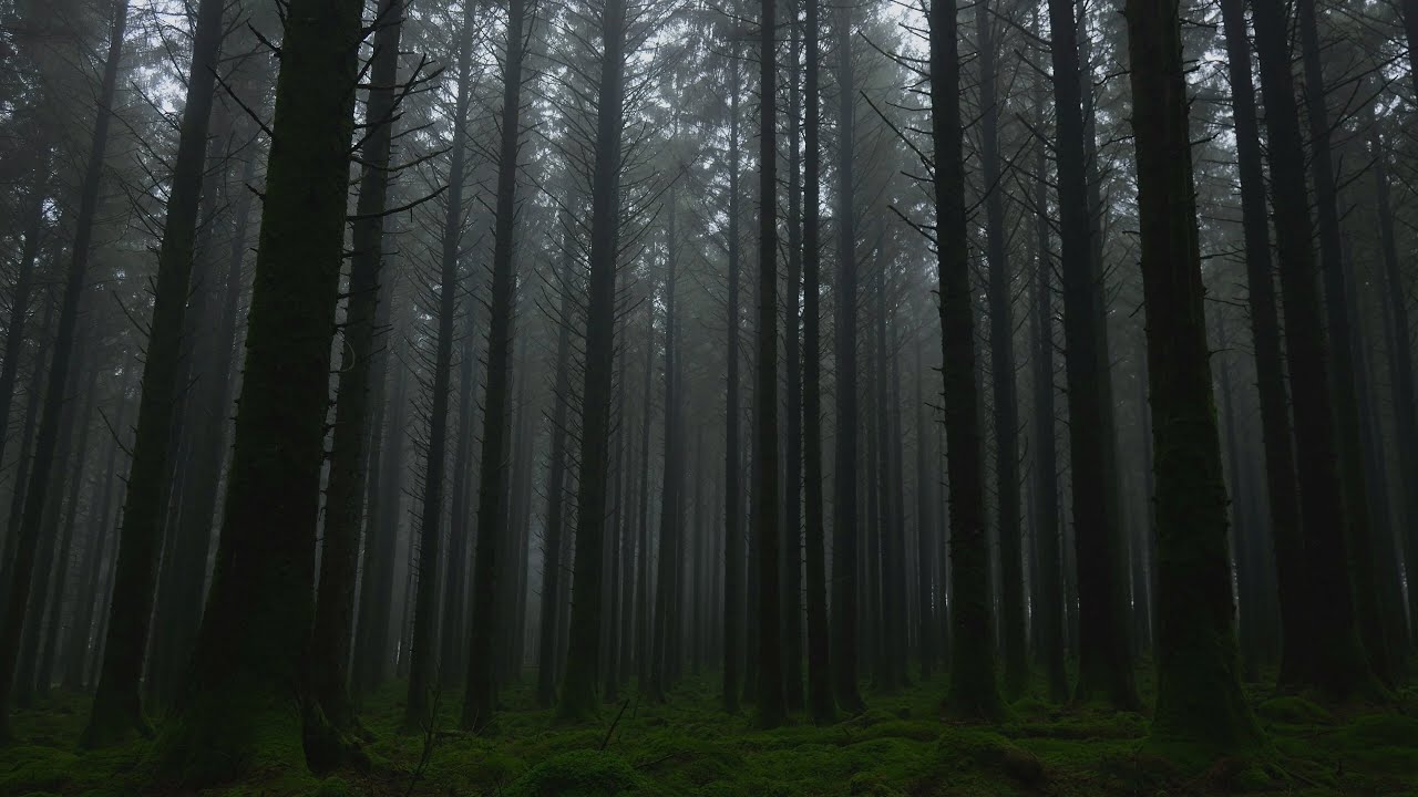 Fog in an Ancient Forest | Dartmoor