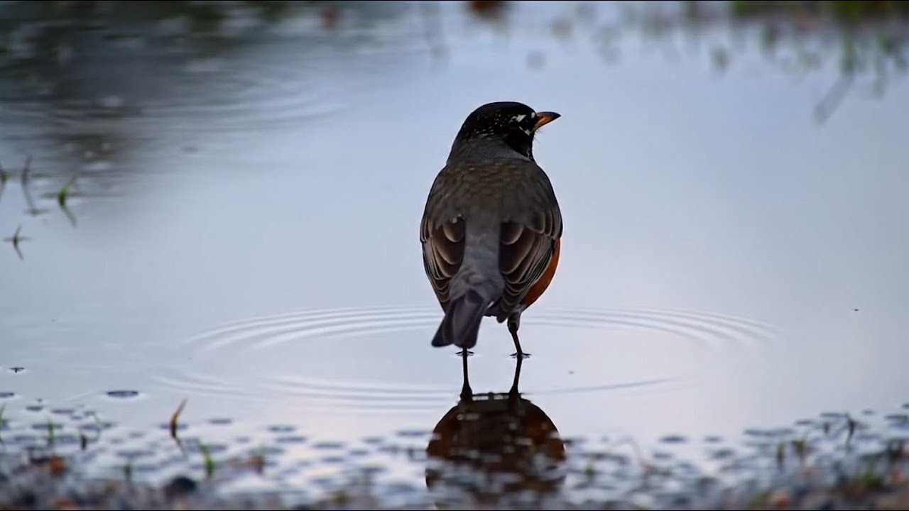 Birds Singing in Pure Nature – Relaxing Music for Healing